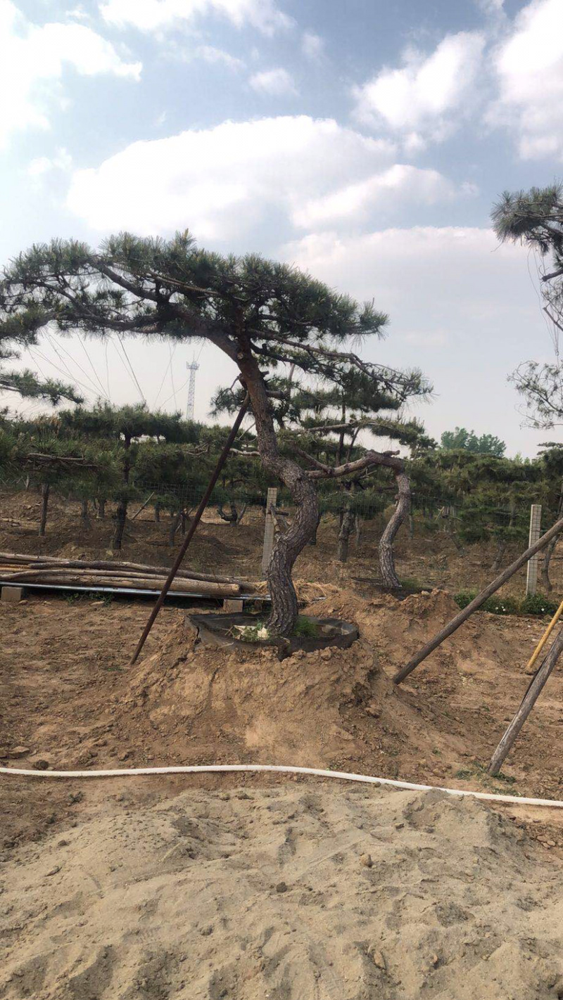 造型景观松