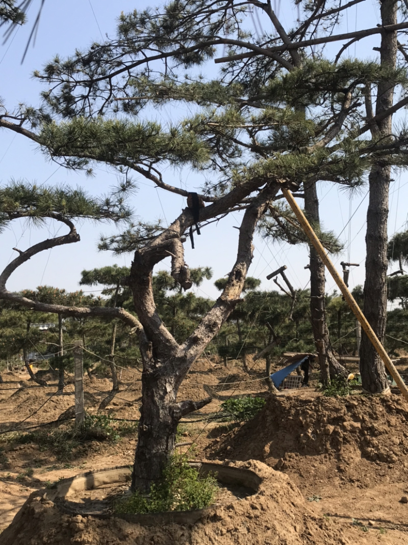 造型景观松