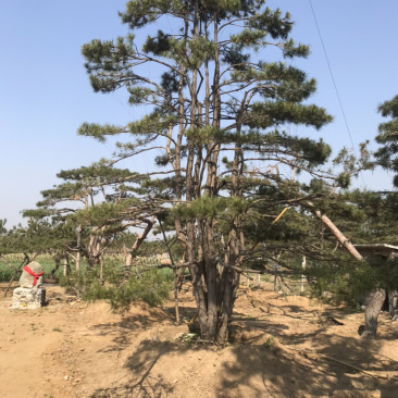 造型景观松