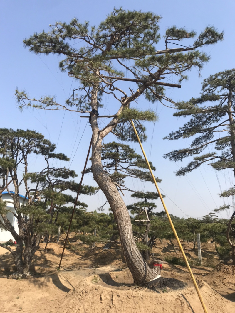 造型景观松