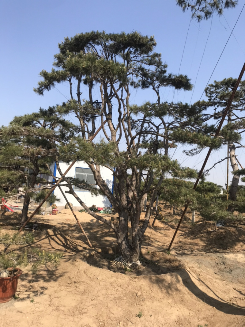 造型景观松
