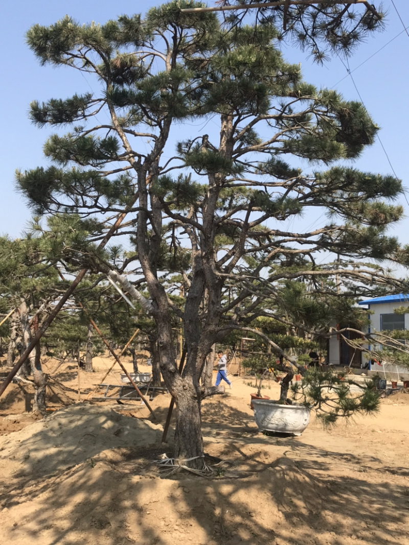 造型景观松
