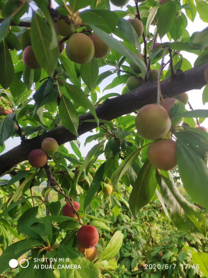 李子多个品种大量上市啦！大宝石，小宝石，八宝丹等等
