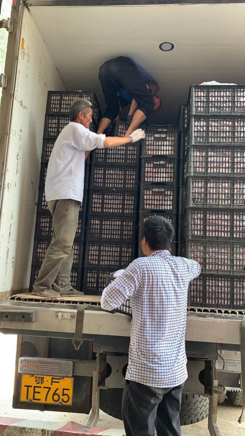 李子多个品种大量上市啦！大宝石，小宝石，八宝丹等等