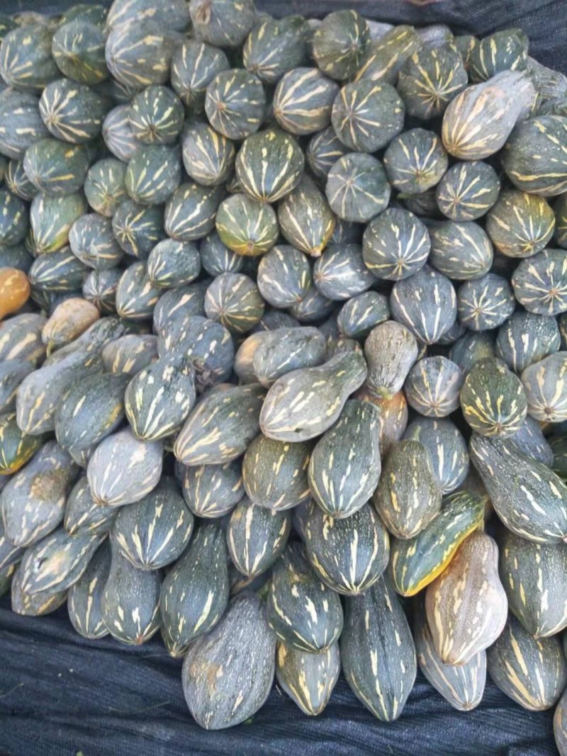 香芋南瓜，香芋味浓，瓜型好专业代办桂林世达农业