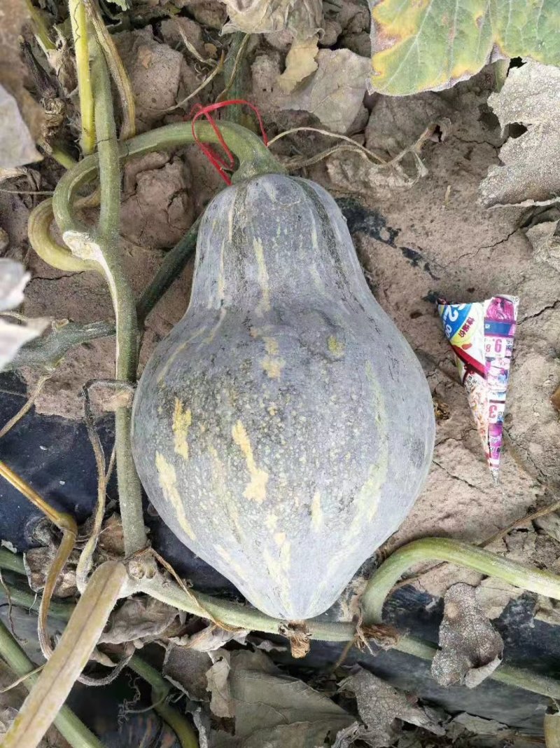 香芋南瓜，香芋味浓，瓜型好专业代办桂林世达农业
