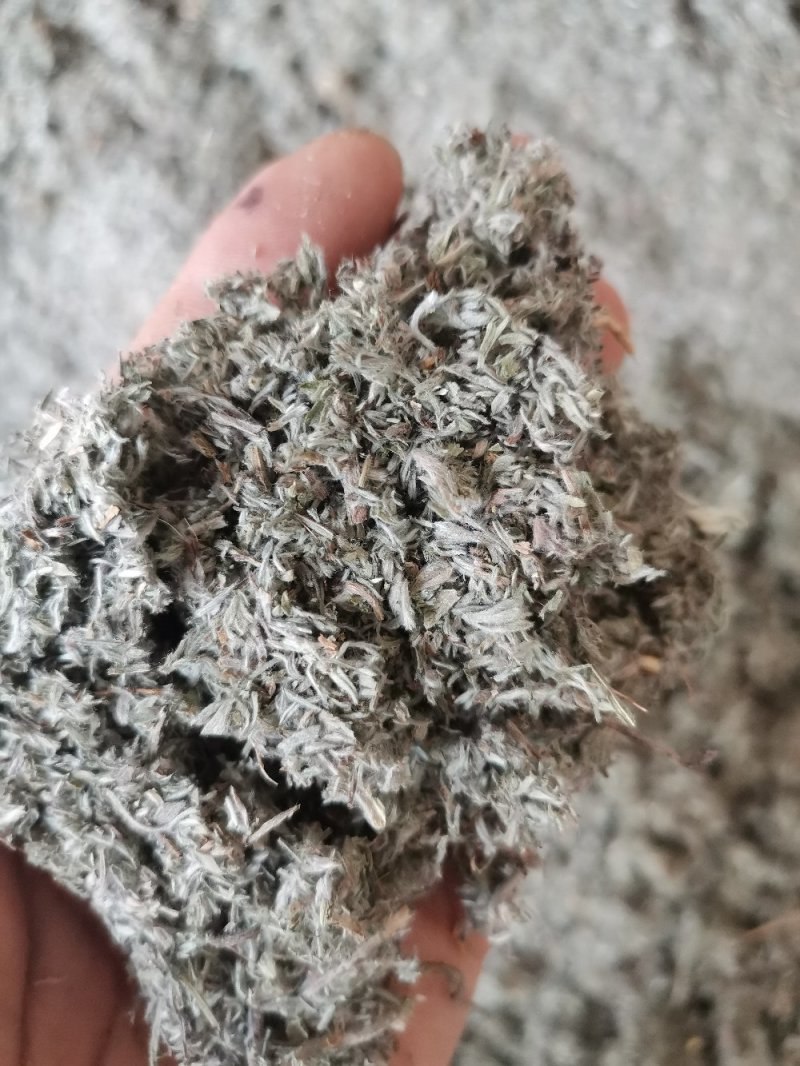 茵陈绵茵陈三月茵陈干货干净无杂一公斤起