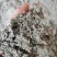 茵陈绵茵陈三月茵陈干货干净无杂一公斤起