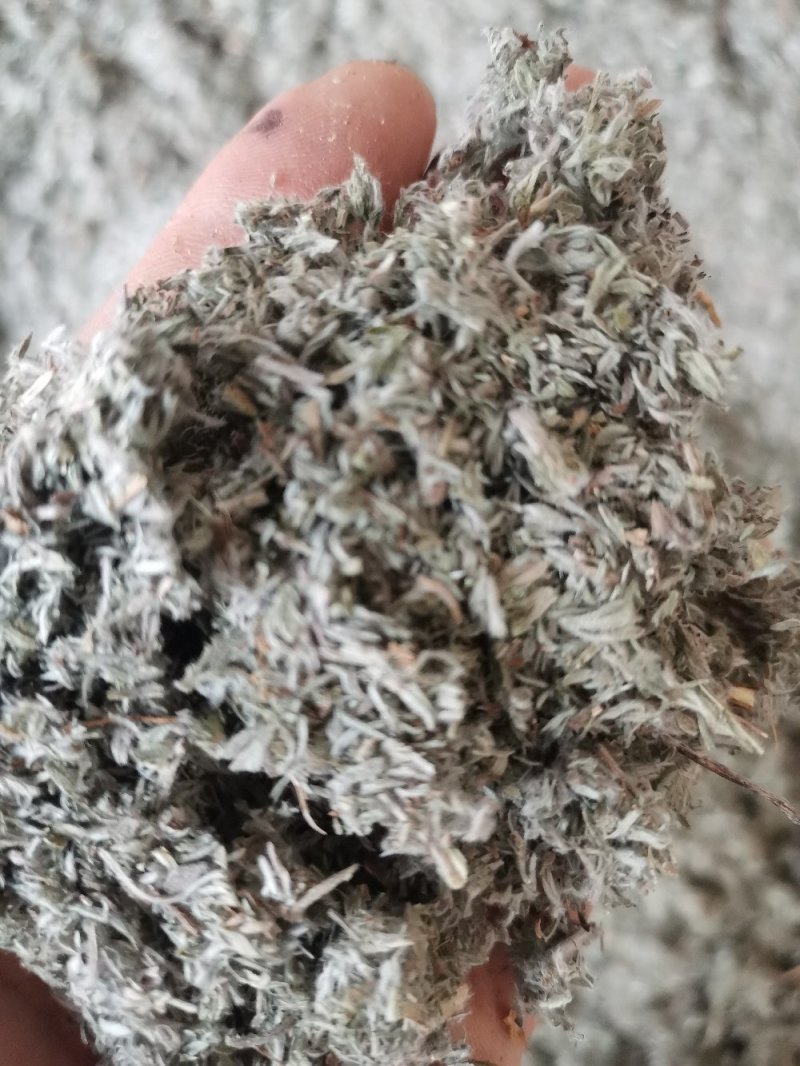 茵陈绵茵陈三月茵陈干货干净无杂一公斤起