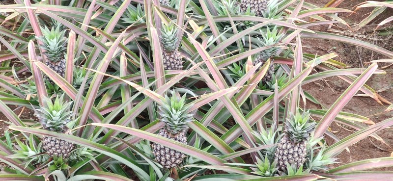 精品凤梨菠萝，保质保量，量大优先。金钻17号