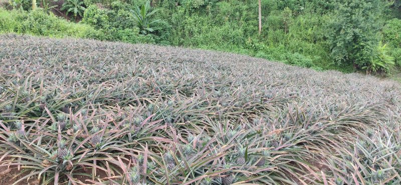 精品凤梨菠萝，保质保量，量大优先。金钻17号