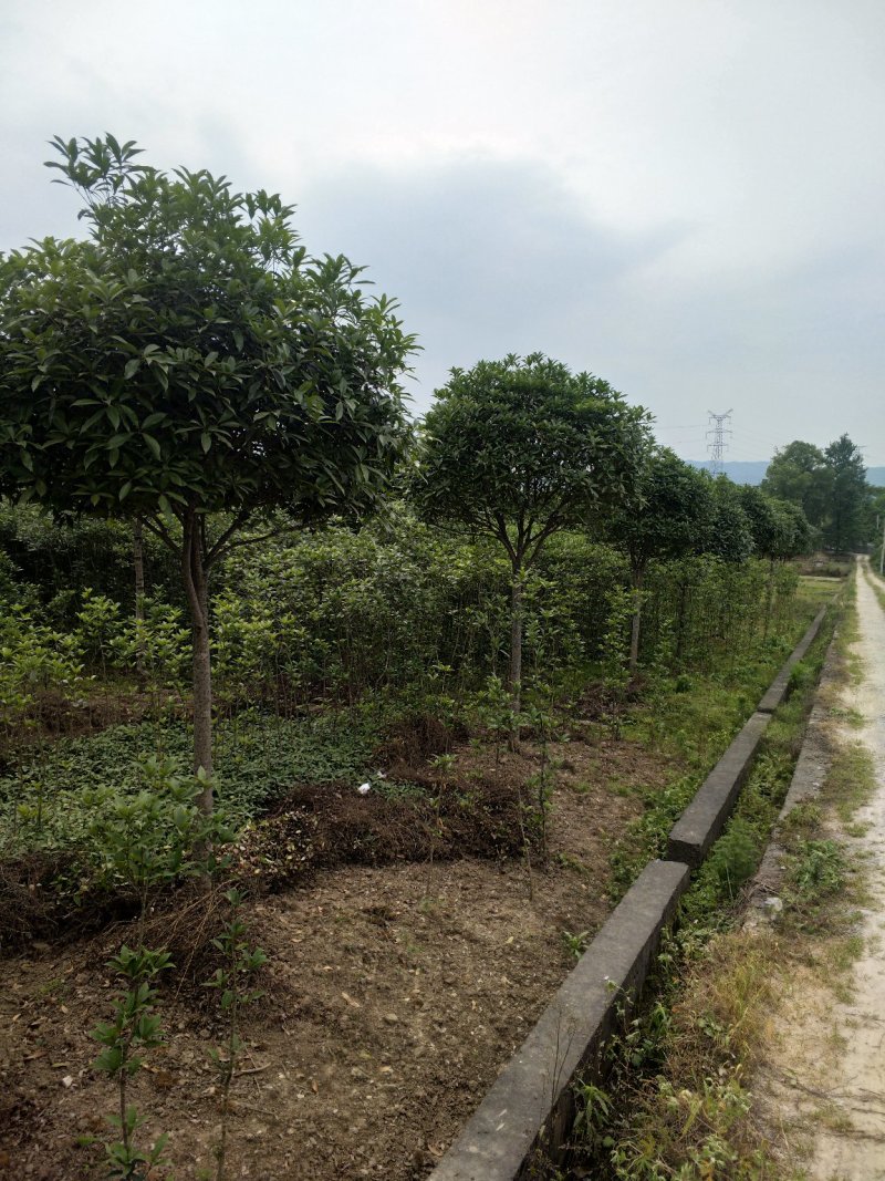 桂花树，苗圃直销八月桂花树及各种绿化苗木大小规格齐全