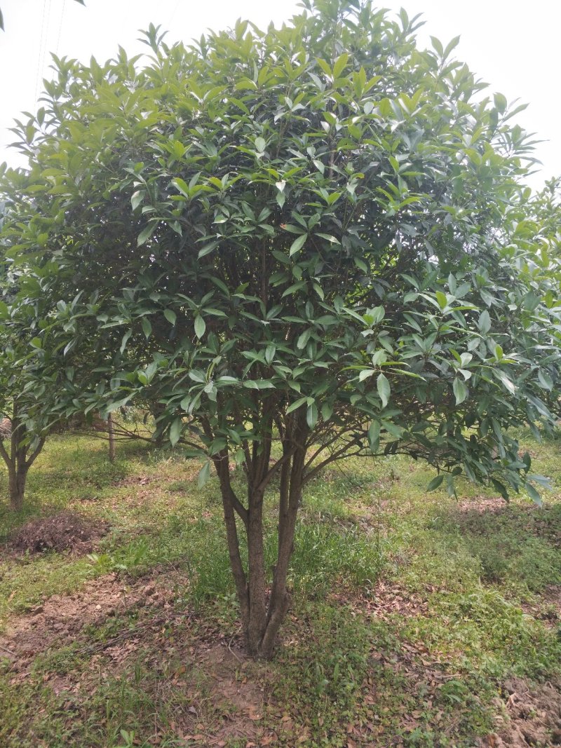 桂花树，苗圃直销八月桂花树及各种绿化苗木大小规格齐全