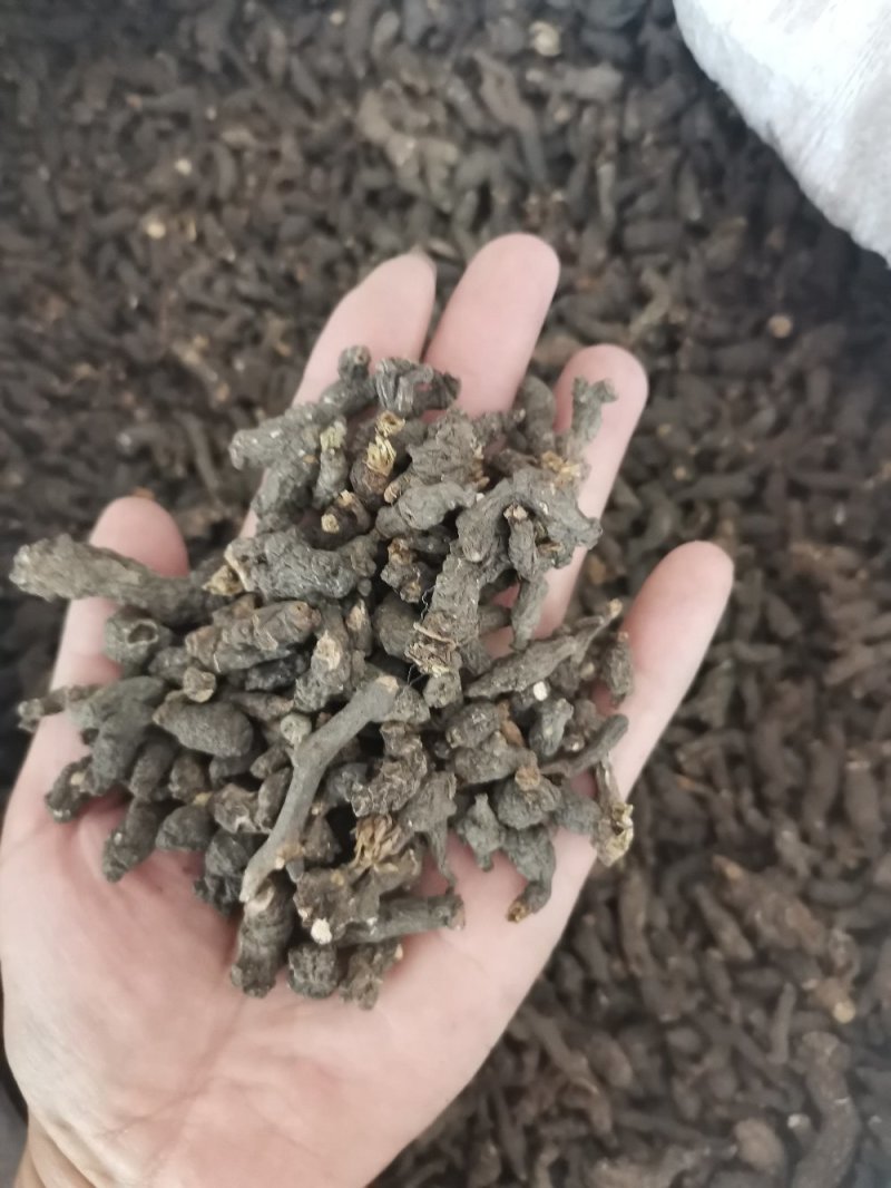 天葵子湖南正品无硫干货干净无杂一公斤起包邮