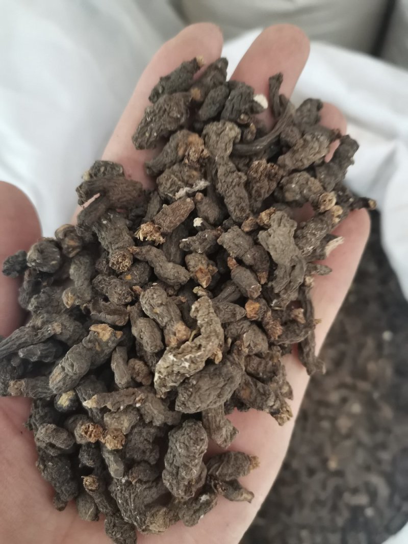 天葵子湖南正品无硫干货干净无杂一公斤起包邮
