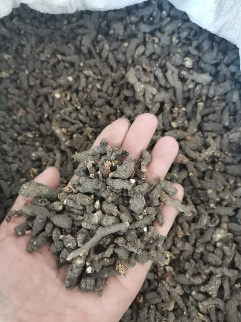 天葵子湖南正品无硫干货干净无杂一公斤起包邮