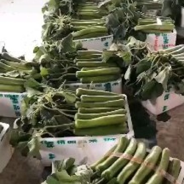 大量提供各种蔬菜