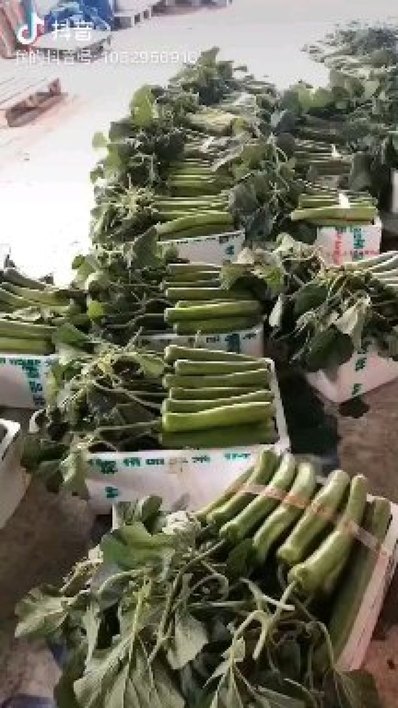大量提供各种蔬菜