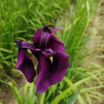 鸢尾花大花紫花鸢尾耐寒地被草花花期长东北花卉基地