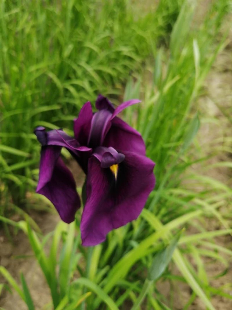 鸢尾花大花紫花鸢尾耐寒地被草花花期长东北花卉基地