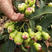 黑糖芭比莲雾苗也叫蜜风铃种植第二年可挂果