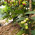 黑糖芭比莲雾苗也叫蜜风铃种植第二年可挂果