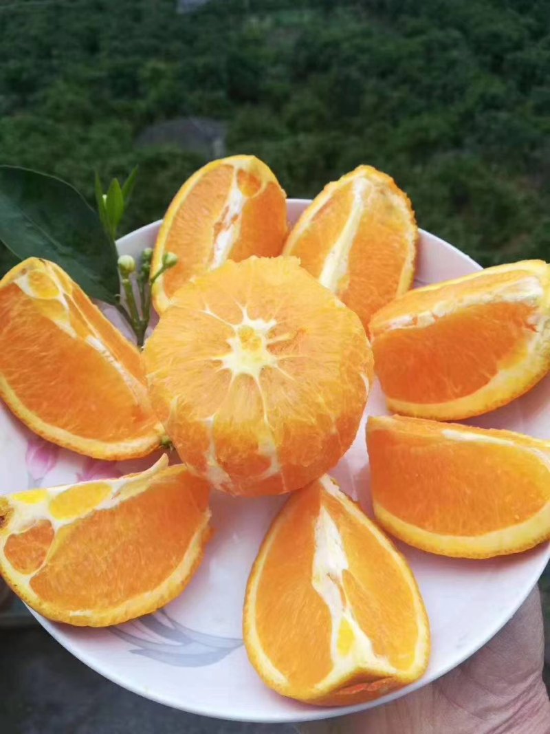 好山好水好脐橙产地直供一件代发