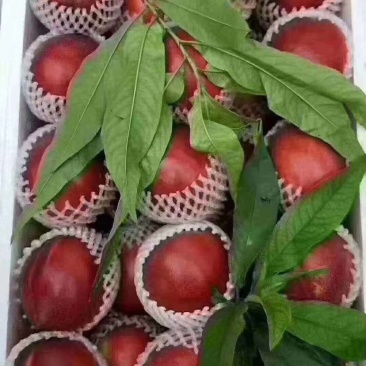 沂蒙桃品种多口感好可线上交易欢迎新老客户订购热