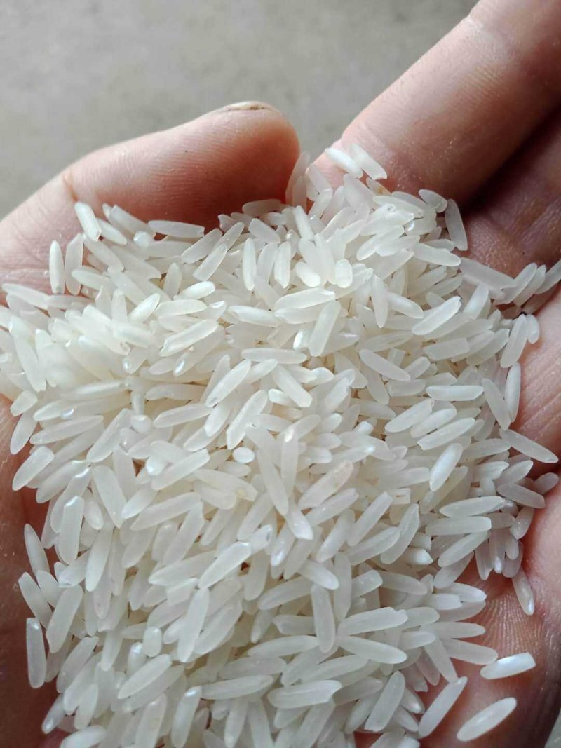 黄花粘大米不抛光打蜡口感光滑香软好蒸好煮米香味清淡