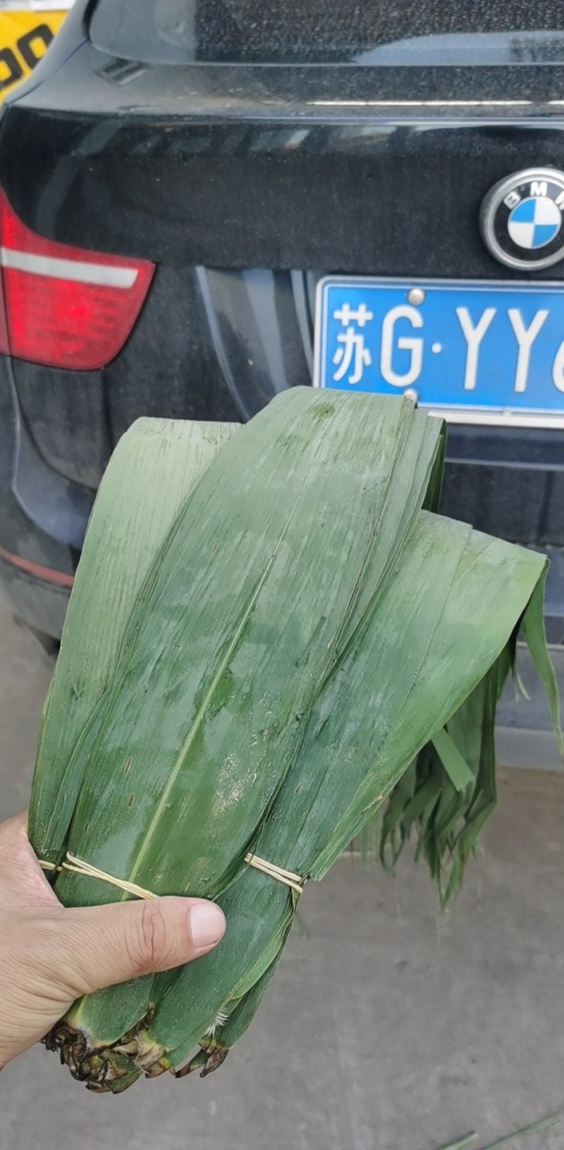 粽叶（芦苇叶）端午节前大量供应批发，欢迎全国批发商联系订