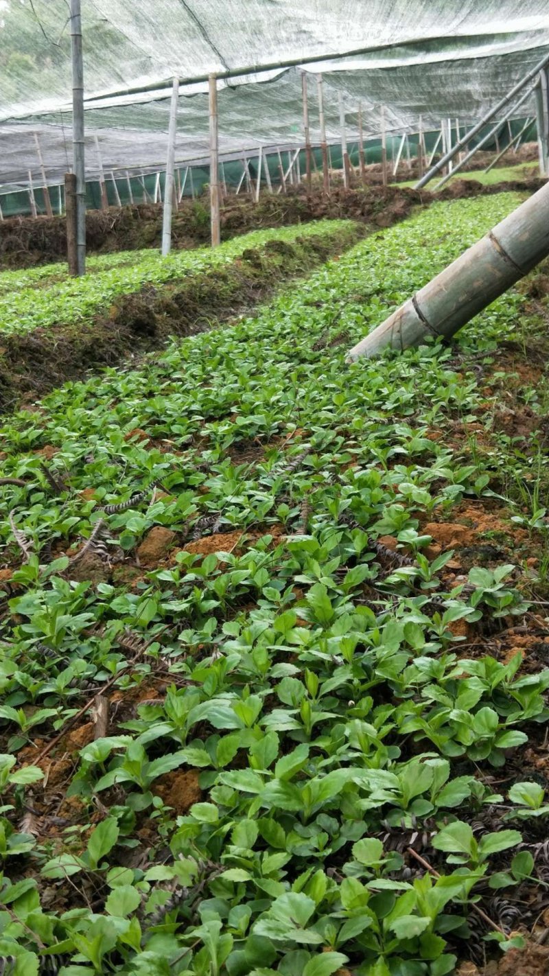 草珊瑚苗自家苗圃供应无中间商赚差价欢迎实地考察