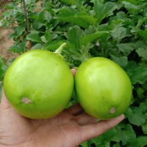 青茄大棚茄子基地直发量大从优全国发货
