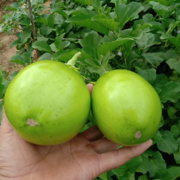 青茄大棚茄子基地直发量大从优全国发货