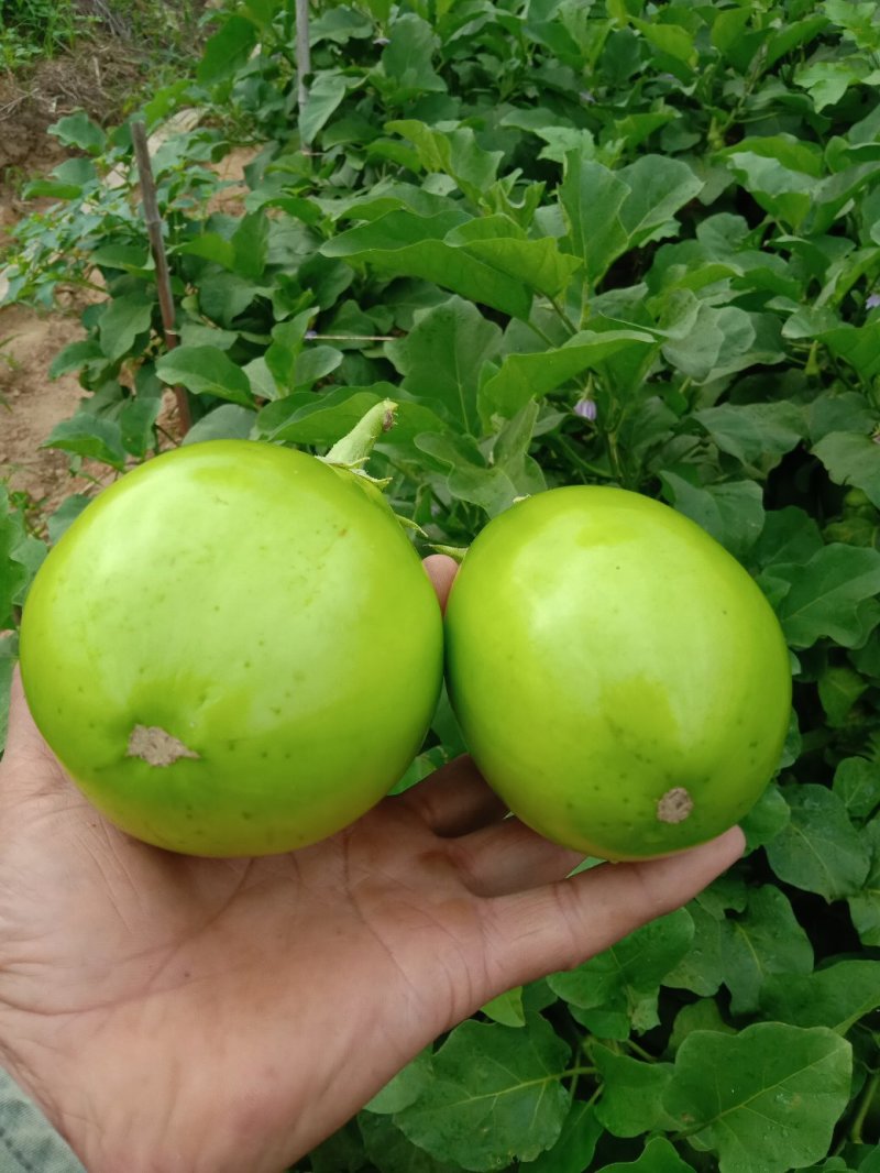 青茄大棚茄子基地直发量大从优全国发货