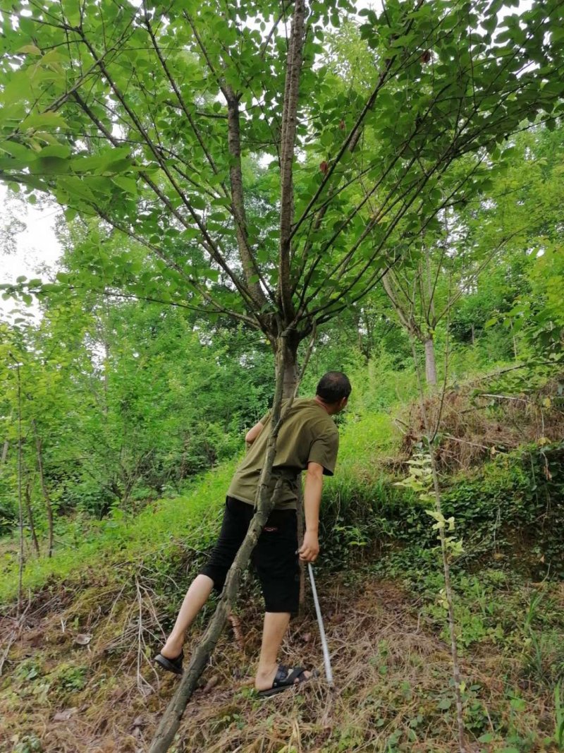 樱花，基地供应3-20公分樱花树量大从优规格齐全