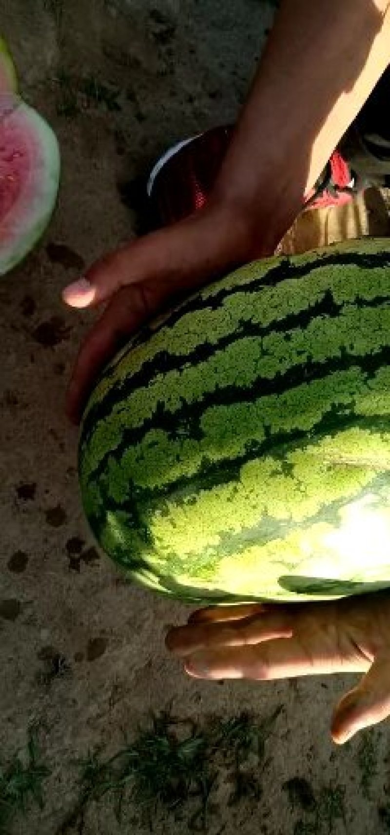 宁夏硒砂瓜就是甜就是好吃耐运输需要宁夏硒砂瓜