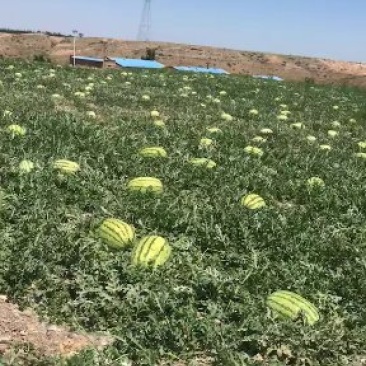 宁夏硒砂瓜就是甜就是好吃耐运输需要宁夏硒砂瓜
