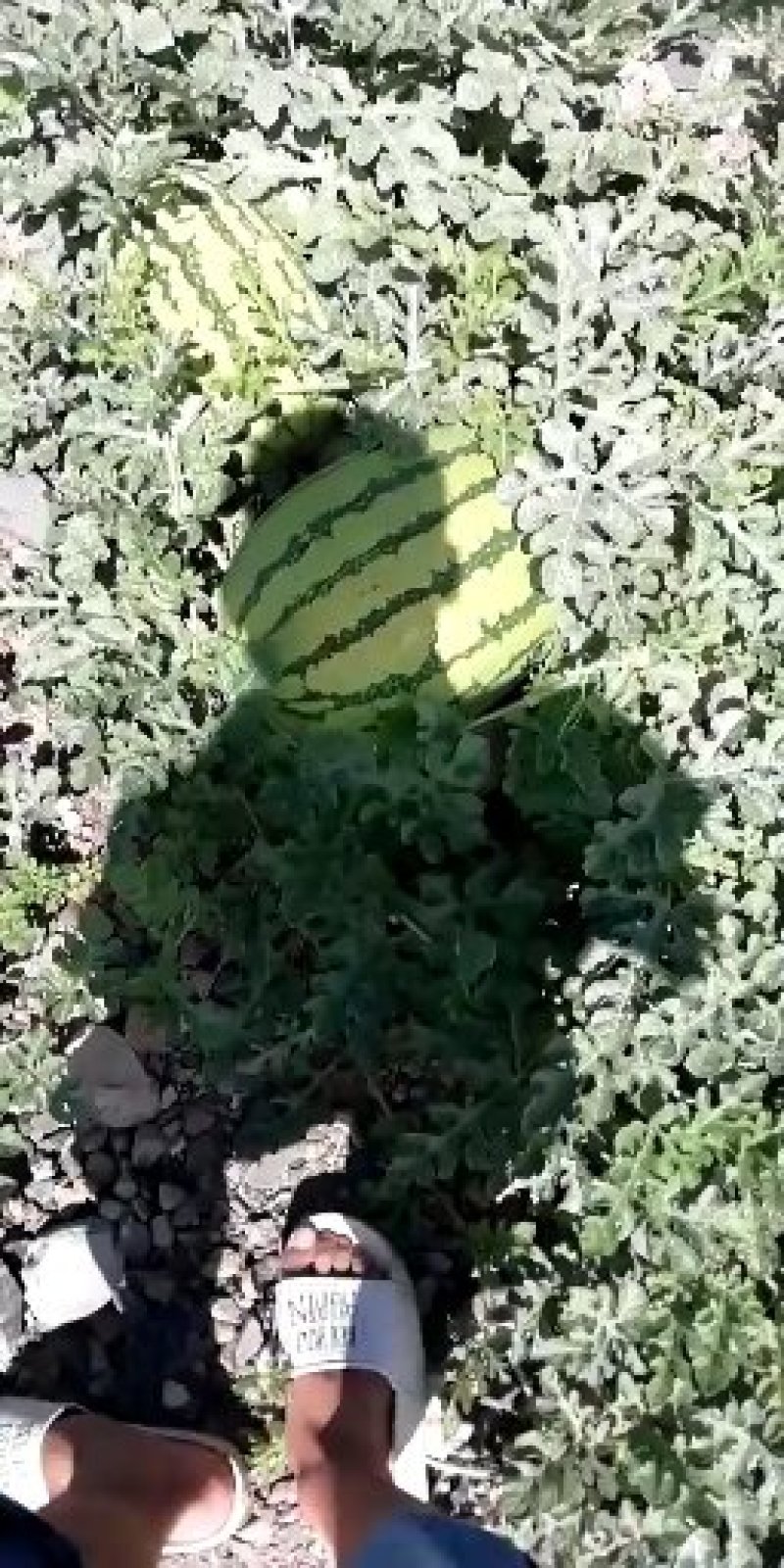 宁夏硒砂瓜就是甜就是好吃耐运输需要宁夏硒砂瓜
