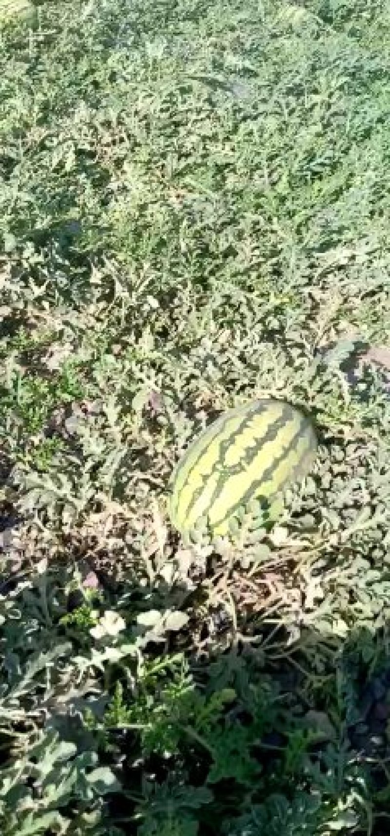 宁夏硒砂瓜就是甜就是好吃耐运输需要宁夏硒砂瓜