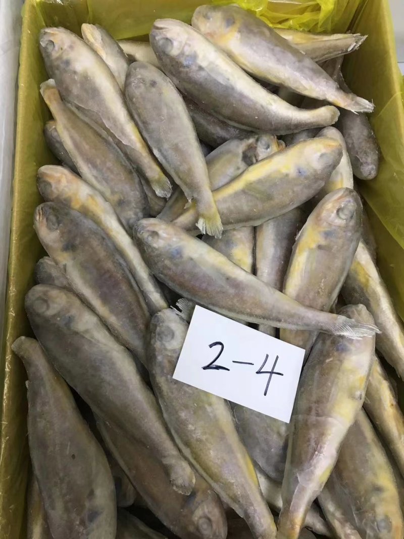 小黄花鱼口感好价格低质量杠杠滴欢迎询价订购