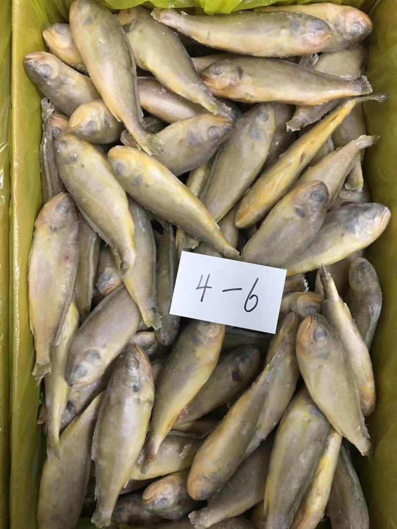 小黄花鱼口感好价格低质量杠杠滴欢迎询价订购
