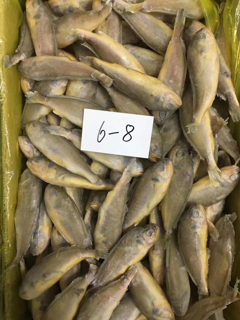 小黄花鱼口感好价格低质量杠杠滴欢迎询价订购