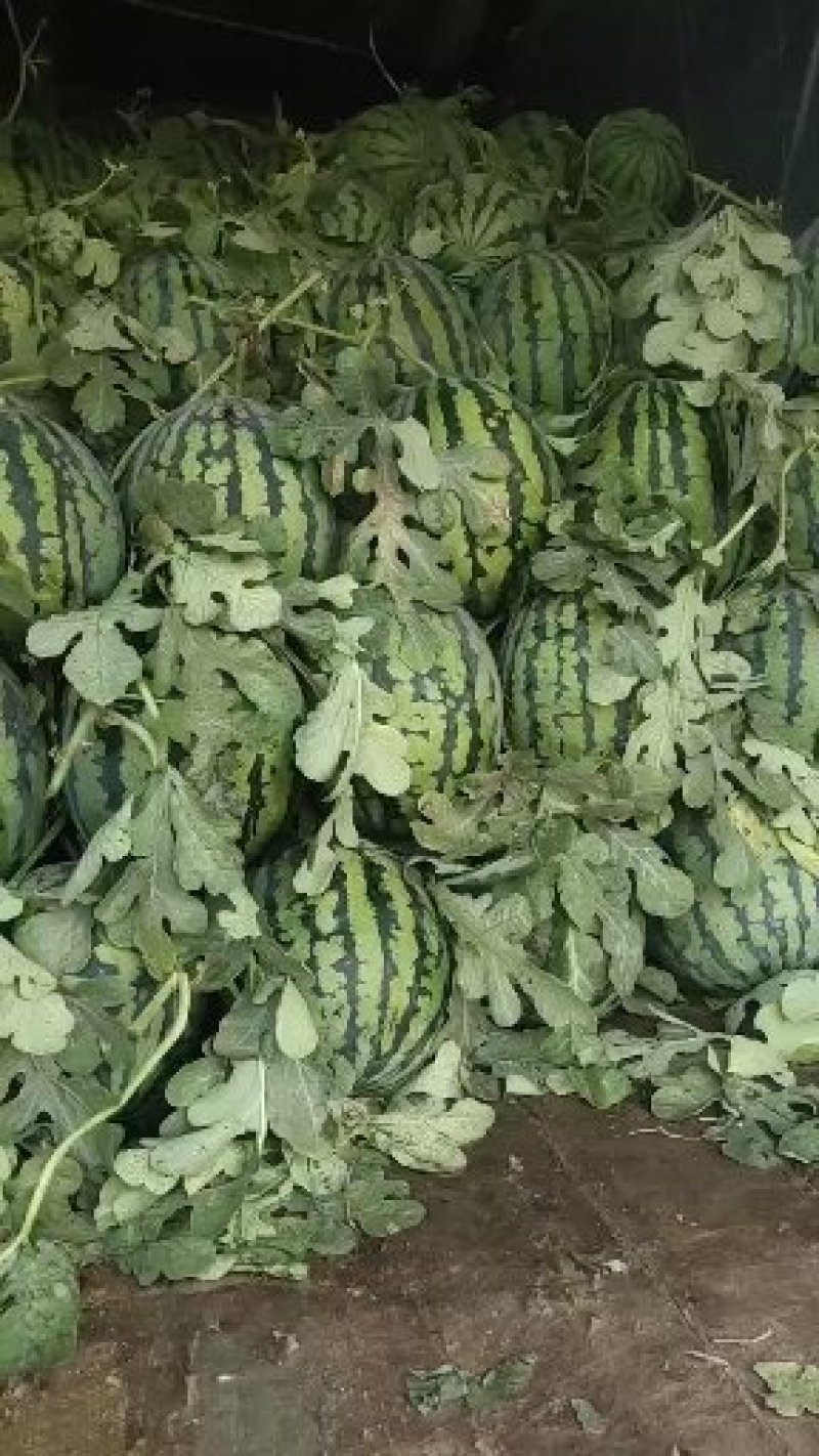 西瓜大量上市