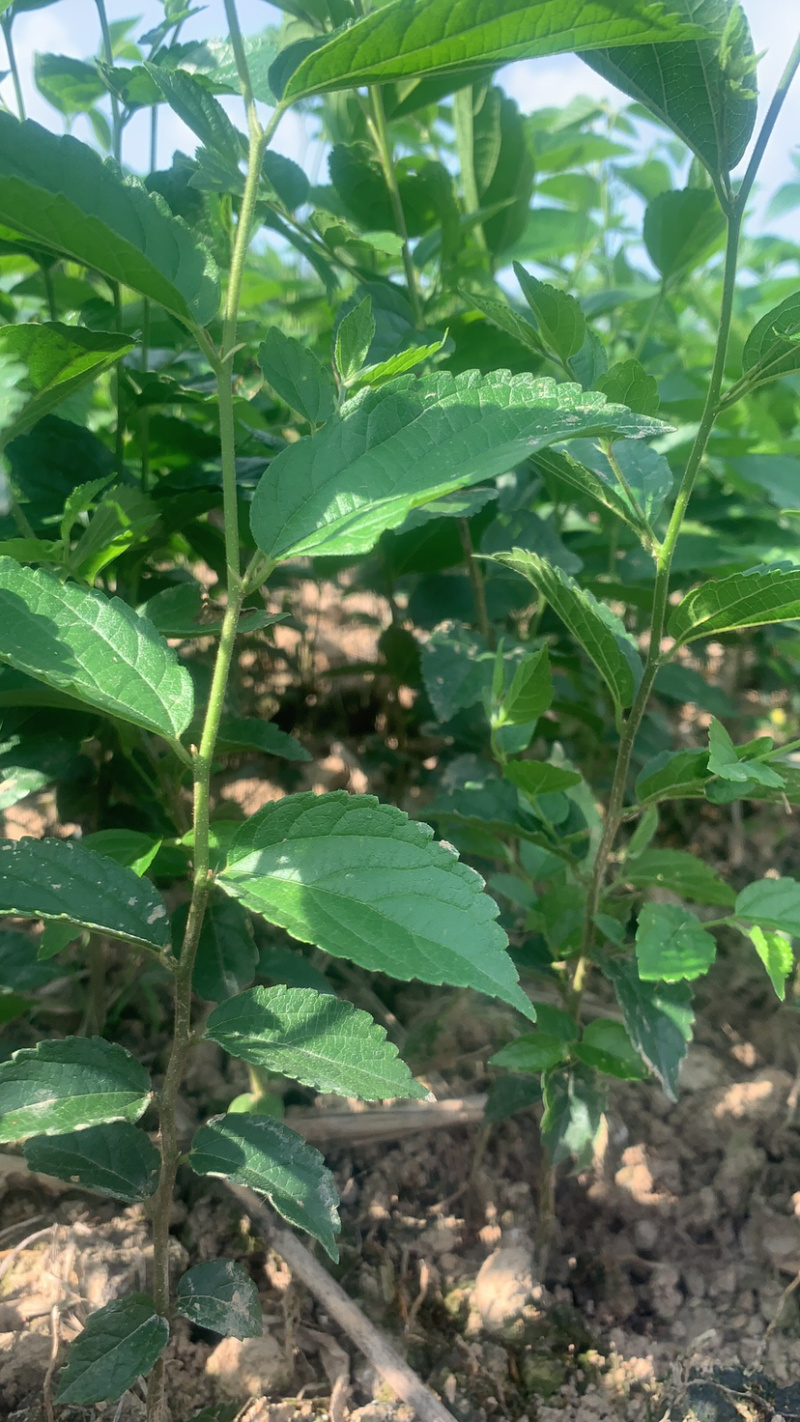 1米_2米高朴树小苗，朴树，小叶朴树，当年朴树小苗，量大
