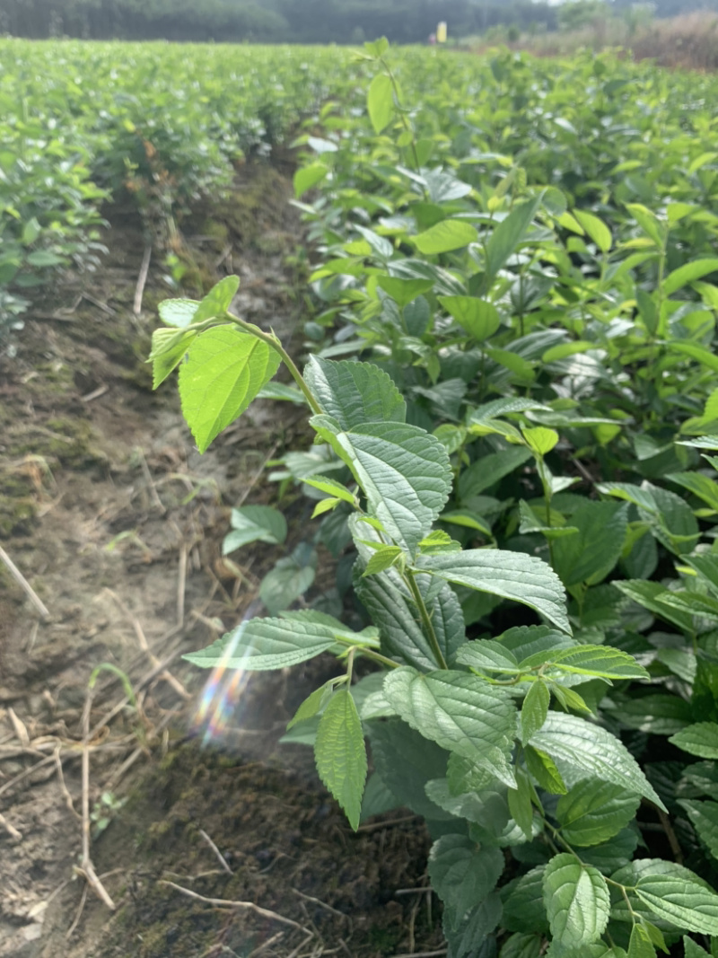 1米_2米高朴树小苗，朴树，小叶朴树，当年朴树小苗，量大