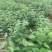 1米_2米高朴树小苗，朴树，小叶朴树，当年朴树小苗，量大