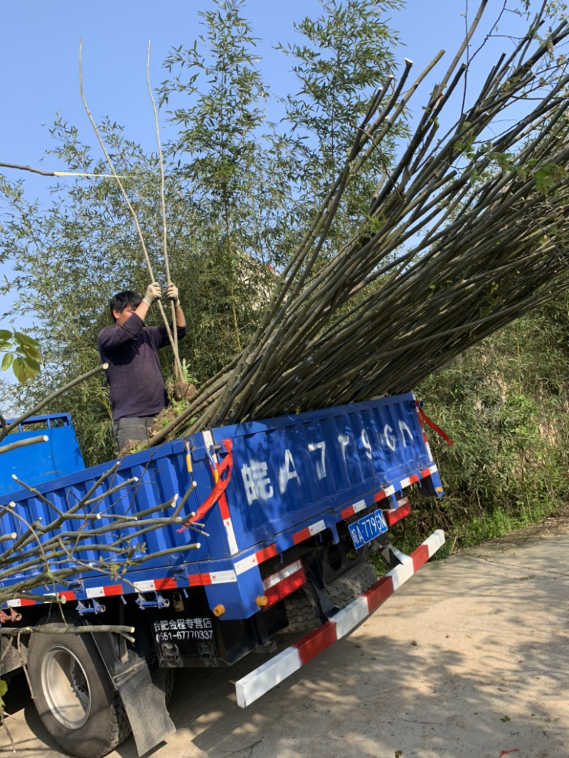 1米_2米高朴树小苗，朴树，小叶朴树，当年朴树小苗，量大