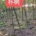 1米_2米高朴树小苗，朴树，小叶朴树，当年朴树小苗，量大
