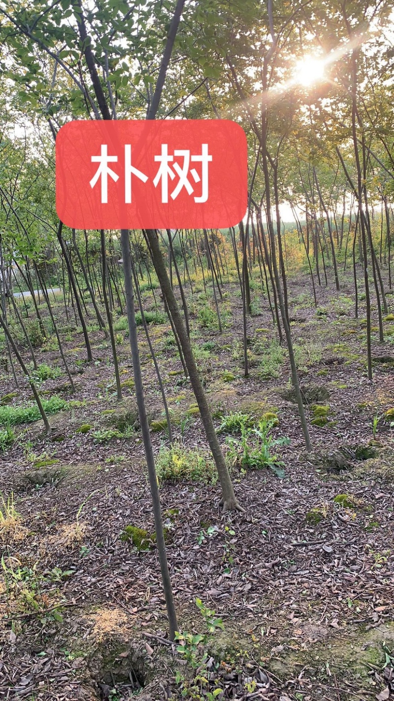 1米_2米高朴树小苗，朴树，小叶朴树，当年朴树小苗，量大