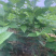 1米_2米高朴树小苗，朴树，小叶朴树，当年朴树小苗，量大